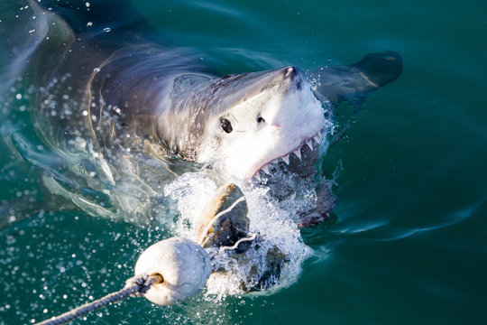 Feeding a great white shark
