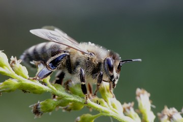 European honey bee, Apis mellifera