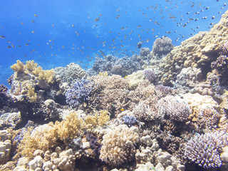 Naklejka na ściany i meble Coral reef at the bottom of tropical sea, underwater.