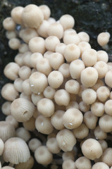 Mushrooms (Coprinus disseminatus) on a stump