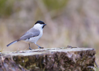 Marsh tit one cold winter day, (Poecile palustris).
