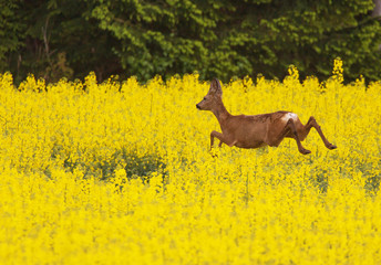 Roe deer