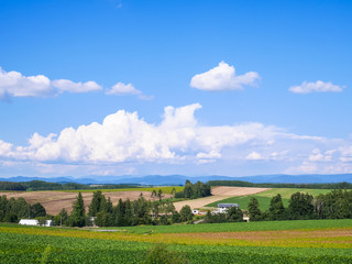 北海道 美瑛町 絶景「美瑛の丘」