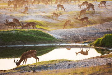 African wild animals

