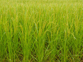 Obraz premium paddy rice in field