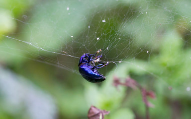 Spider catching beetle