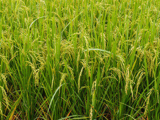Obraz premium paddy rice in field