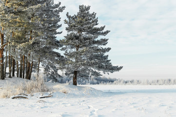 Winter landscape. The edge of a pine forest.