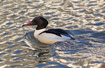 Swimming Goosander male