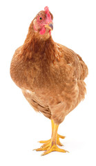 Brown hen isolated.