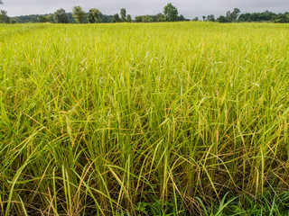 paddy rice in field