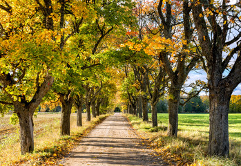 Fototapeta na wymiar Countryside road in autumn
