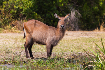 African wild animals
