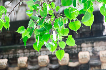 インド、 ブッダガヤ、菩提樹