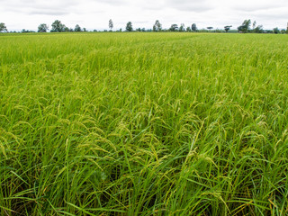 paddy rice in field