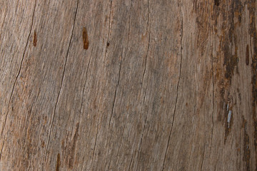 Naklejka premium Bark Tree Texture