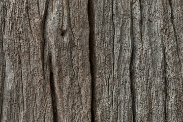 Bark Tree Texture