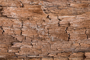 Bark Tree Texture