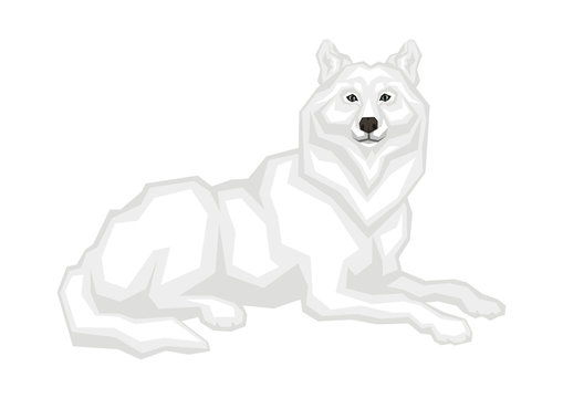 The big Arctic wolf.  Vector image of a predatory animal. Isolated on a white background.