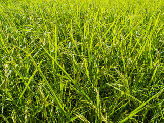 paddy rice in field