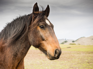 Obraz premium Horse in the field