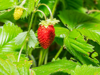 Wild strawberry