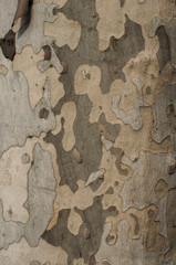 Old plane tree bark closeup as natural background