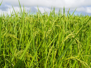 paddy rice in field