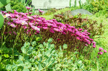 Pink flower. Flowering moss.