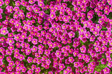 Pink flower. The carpet of small flowers blooming moss.