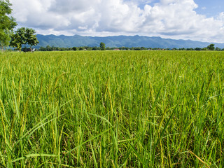 paddy rice in field