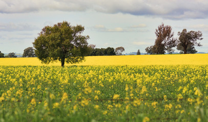 Grazing Canola alongside a field of Canola