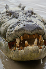 Obraz premium Crocodile's head