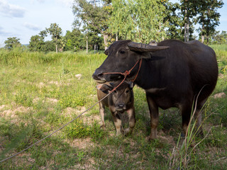 thai buffalo for agriculture