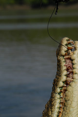 Naklejka premium Crocodile's jaws