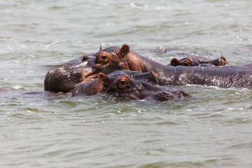 Fototapeta na wymiar African hippo 