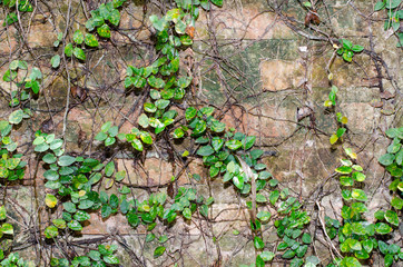 Walls are a bunch of old decaying trees and branches entwined co