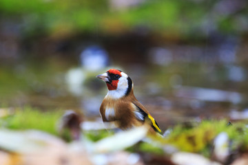European goldfinch among the fallen leaves in the water