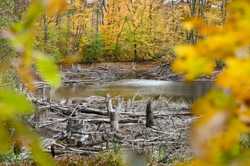 stumps and snags around the lake in the autumn forest