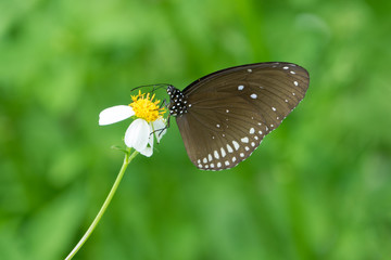 Closeup butterfly on flower