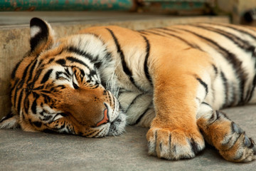 Sleeping tiger, close up, horizontal view. Shot in Chiang Mai, T