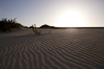 Fototapeta na wymiar Fuerteventura dune at sunset