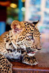 Baby leopard in the street of Kanchanaburi, Thailand. Vertical s