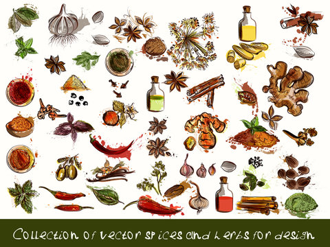 vector spices and herbs chili, vanilla, curry, mint, dill, parsl