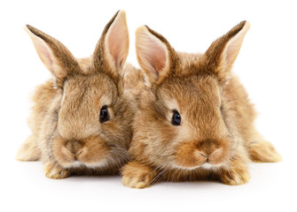 Two brown rabbits.