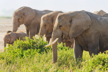 Group of elephants feeding with grass in Amboseli National park,