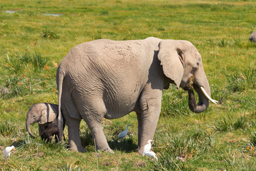 Naklejka na ściany i meble Mother and her baby elephants on a grass field. Shot at Amboseli