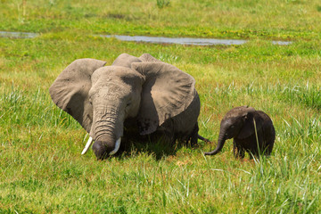 Naklejka na ściany i meble Mother and her baby elephants in a pond. Shot at Amboseli nation