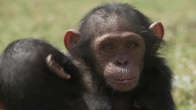 Cameroon, two chimp baby hug.