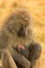 Baby baboon feeding from its mother breast. Shot in Masai Mara,